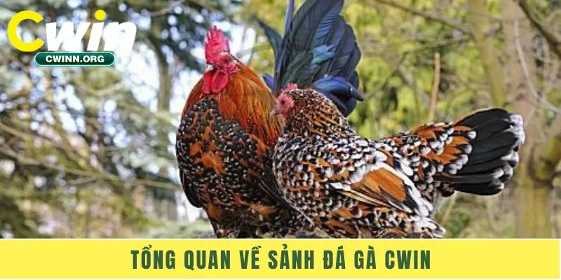 Tổng quan về sảnh đá gà Cwin