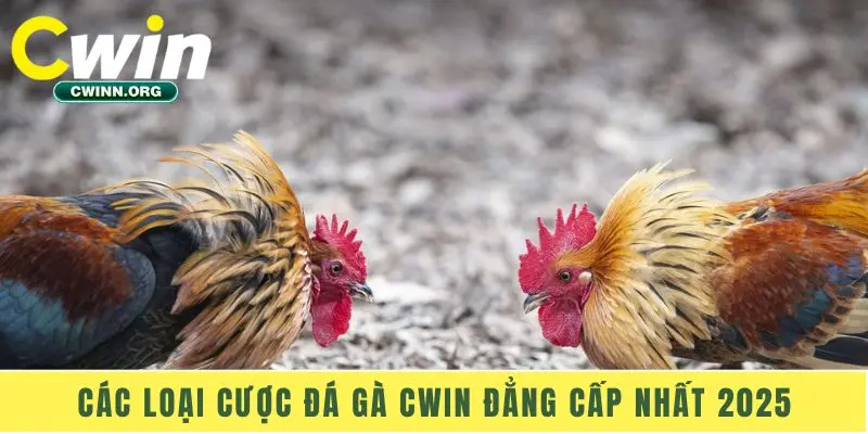 Các loại cược đá gà Cwin đẳng cấp nhất 2025