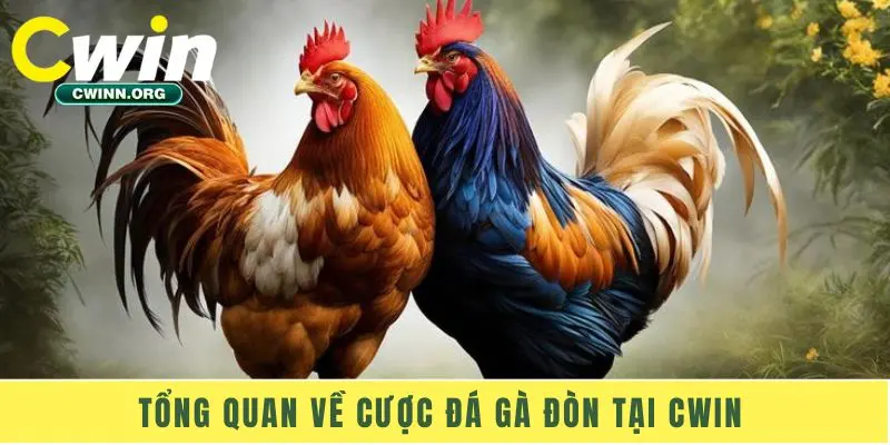 Tổng quan về cược đá gà đòn tại Cwin