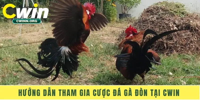 Hướng dẫn tham gia cược đá gà đòn tại Cwin