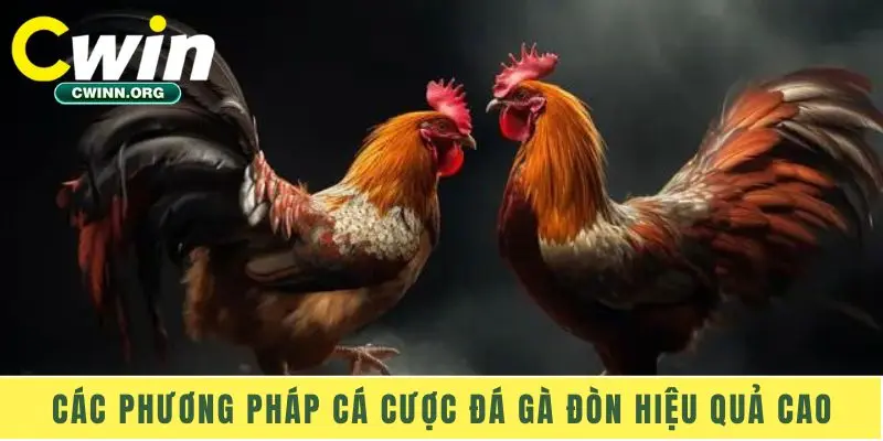 Các phương pháp cá cược đá gà đòn hiệu quả cao