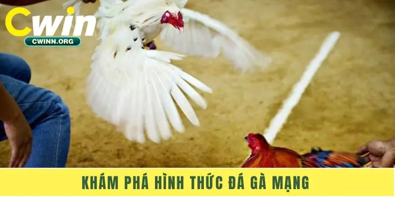 Khám phá hình thức đá gà mạng