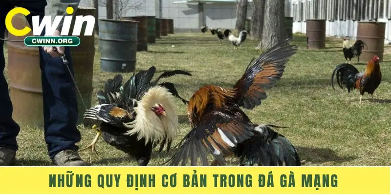 Những quy định cơ bản trong đá gà mạng