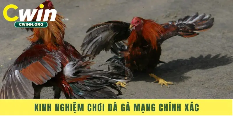 Kinh nghiệm chơi đá gà mạng chính xác