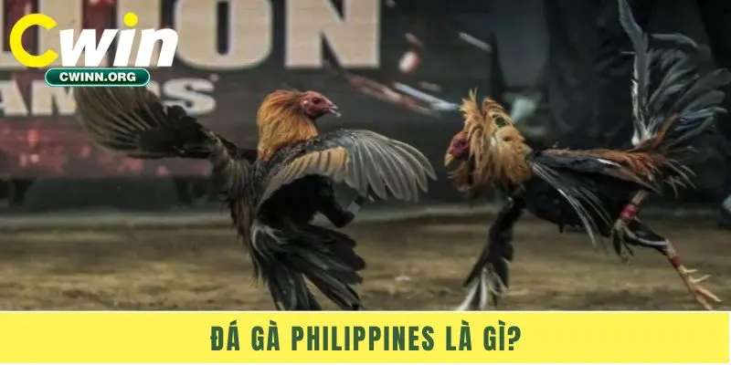Đá gà Philippines là gì?