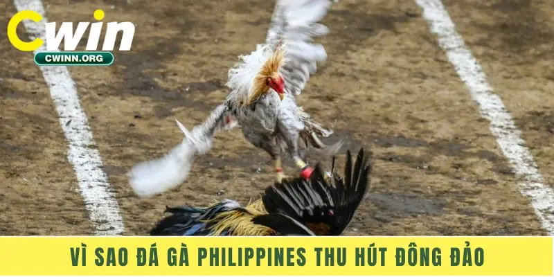 Vì sao đá gà Philippines thu hút đông đảo