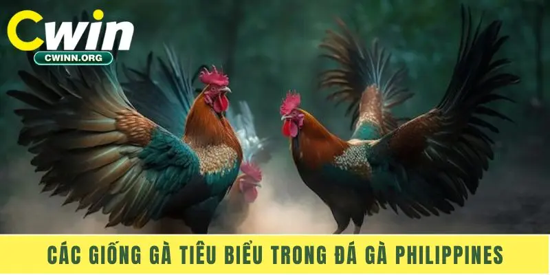 Các giống gà tiêu biểu trong đá gà Philippines