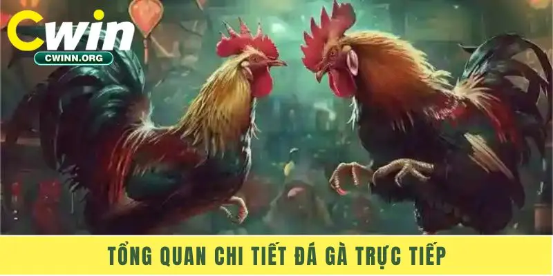 Tổng quan chi tiết đá gà trực tiếp