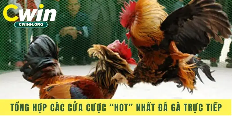 Tổng hợp các cửa cược “HOT” nhất đá gà trực tiếp