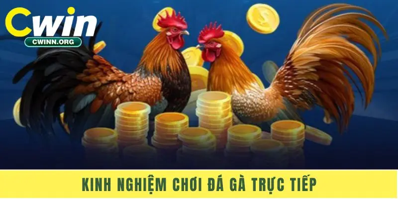 Kinh nghiệm chơi đá gà trực tiếp